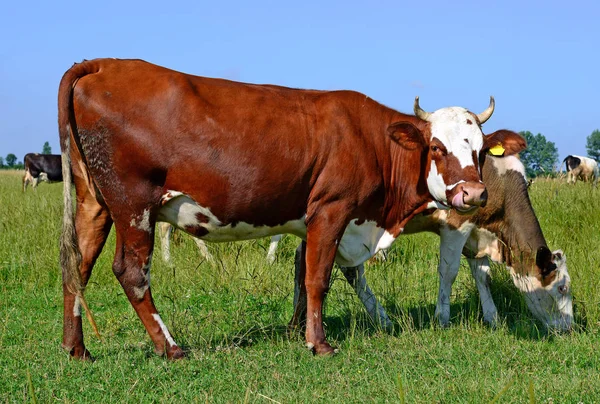 Lehmät Kesälaitumella Kesän Maaseudulla — kuvapankkivalokuva