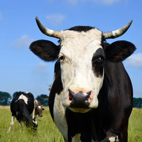 Cows Summer Rural Landscape — Fotografia de Stock