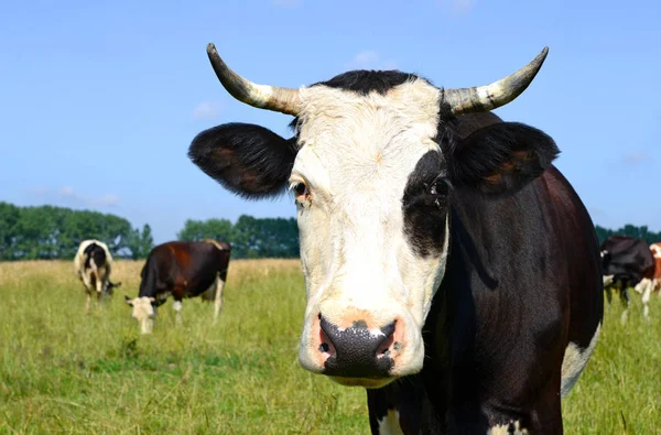 Αγελάδες Ένα Καλοκαιρινό Αγροτικό Τοπίο — Φωτογραφία Αρχείου