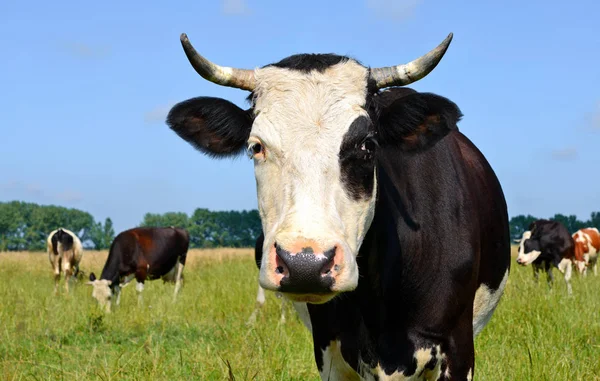 Cows Summer Rural Landscape — Fotografia de Stock