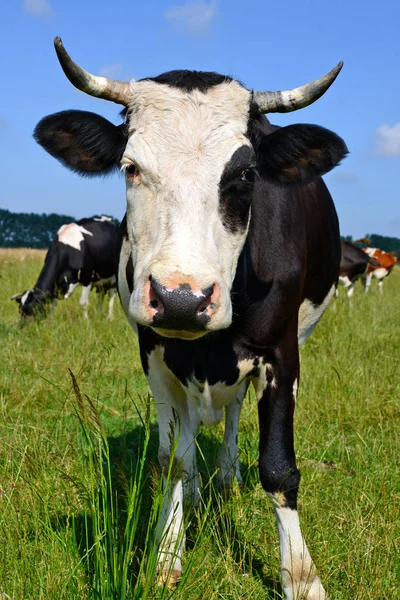 Mucche Paesaggio Rurale Estivo — Foto Stock