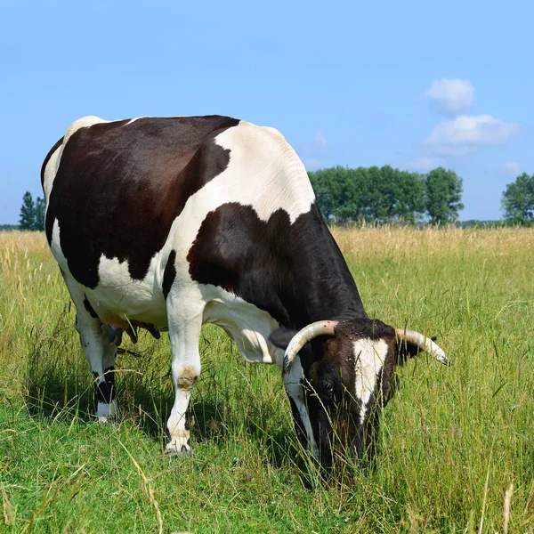 Niedliche Kuh Auf Der Sommerwiese — Stockfoto