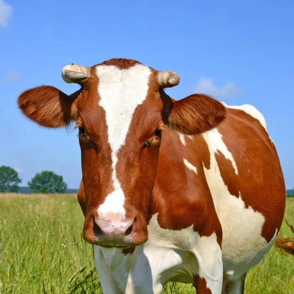 Cute Cow Summer Meadow — Stockfoto