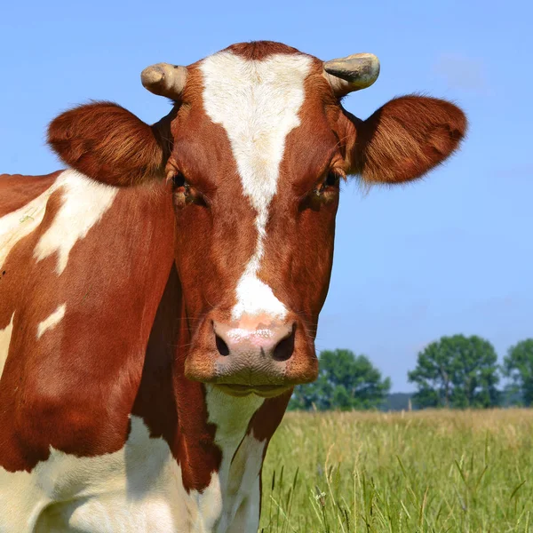 Close Cute Cow Head — Zdjęcie stockowe