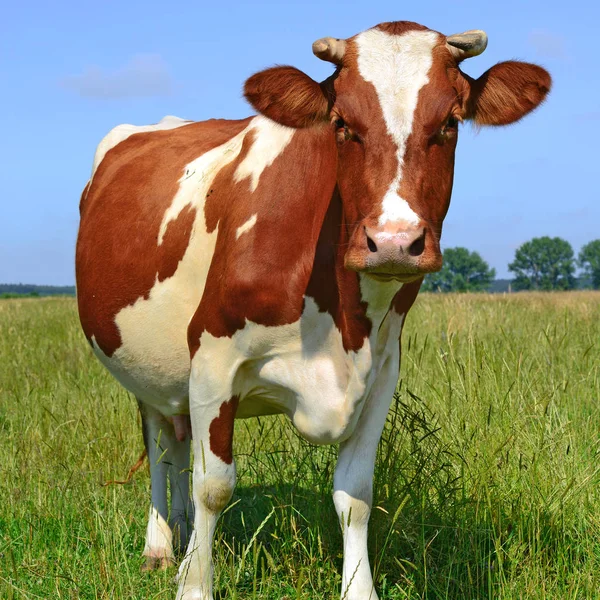 Cute Cow Summer Meadow — ストック写真