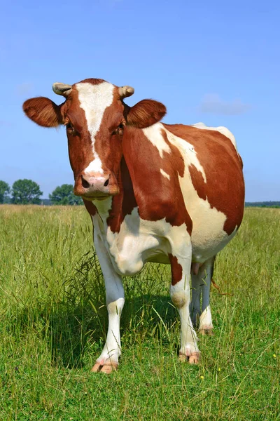 Cute Cow Summer Meadow — 스톡 사진