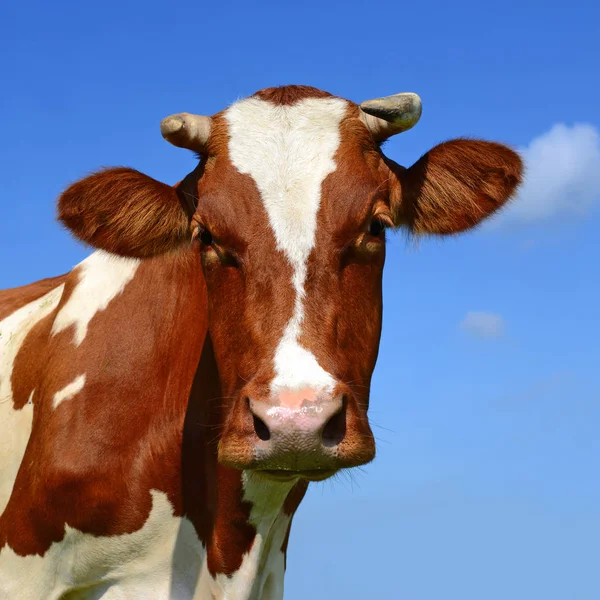 close up of cute cow head on blue sky