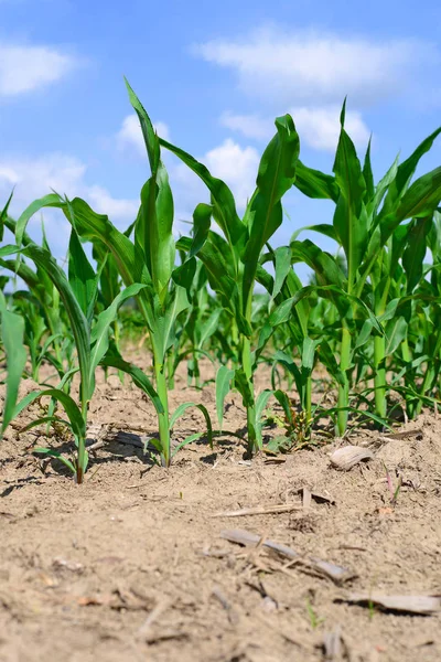 Young Corn Crops Rural Landscape — Stock Photo, Image