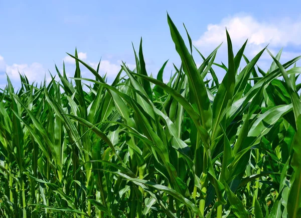 Jonge Maïsgewassen Het Platteland — Stockfoto