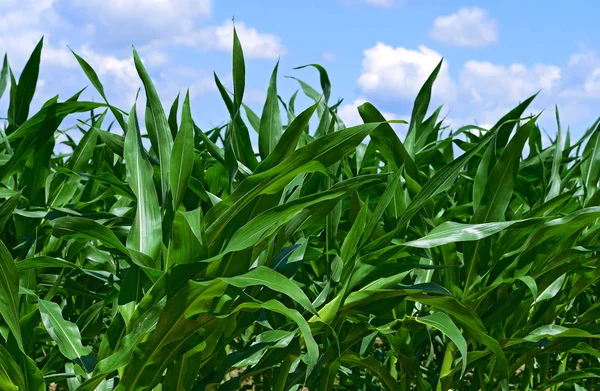 Young Corn Crops Rural Landscape — Stockfoto