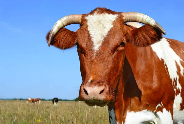 Close Cute Cow Head — Stock Photo, Image