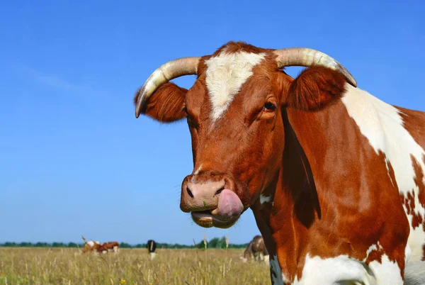 close up of cute cow head