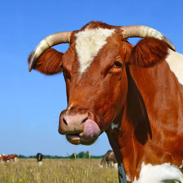 Close Cute Cow Head — Stock Photo, Image