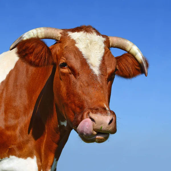 close up of cute cow head on blue sky background