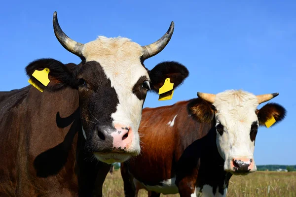 Mucche Pascolo Estivo Paesaggio Rurale Estivo — Foto Stock