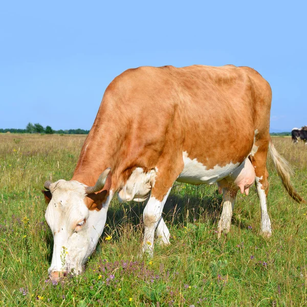 Cute Cow Summer Meadow — Stock Photo, Image