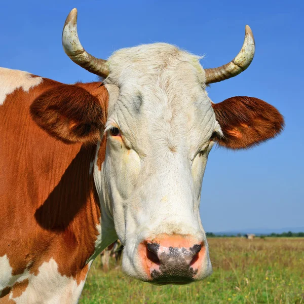 Close Cute Cow Head — Stockfoto