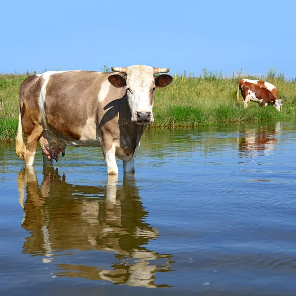 Vacas Regando Río Verano — Foto de Stock