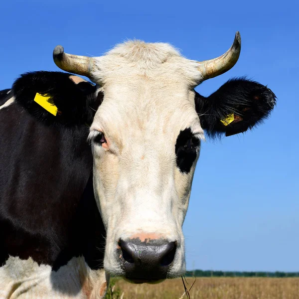 close up of cute cow head