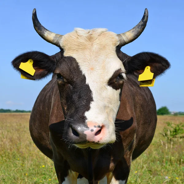 Gros Plan Tête Vache Mignonne — Photo