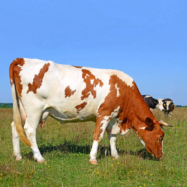 Rebanho Vacas Pasto Verão — Fotografia de Stock