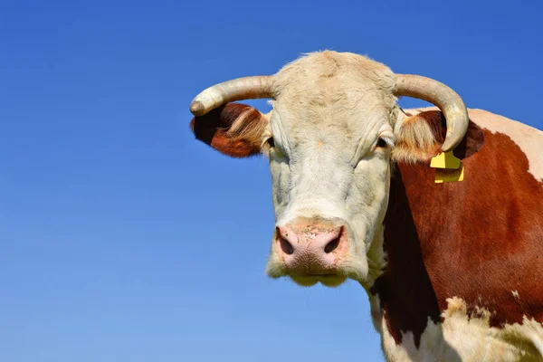 close up of cute cow head on blue sky background