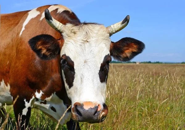 Cute Cow Summer Meadow — Fotografia de Stock