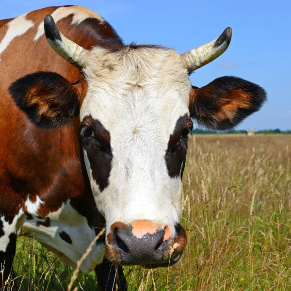 Cute Cow Summer Meadow — Stok fotoğraf