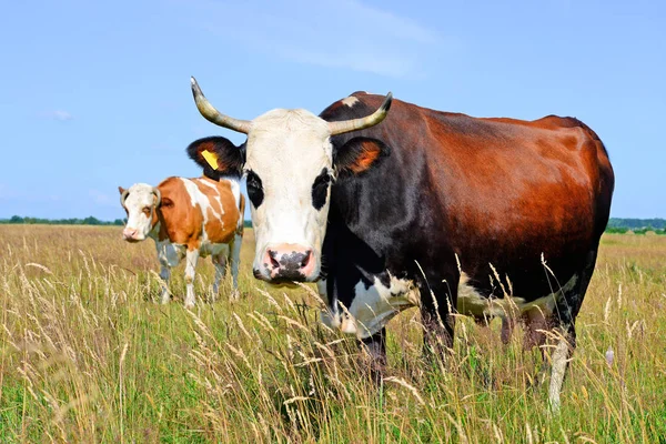 Las Vacas Pasto Verano Paisaje Rural Verano — Foto de Stock