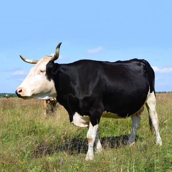 Мила Корова Літньому Лузі — стокове фото