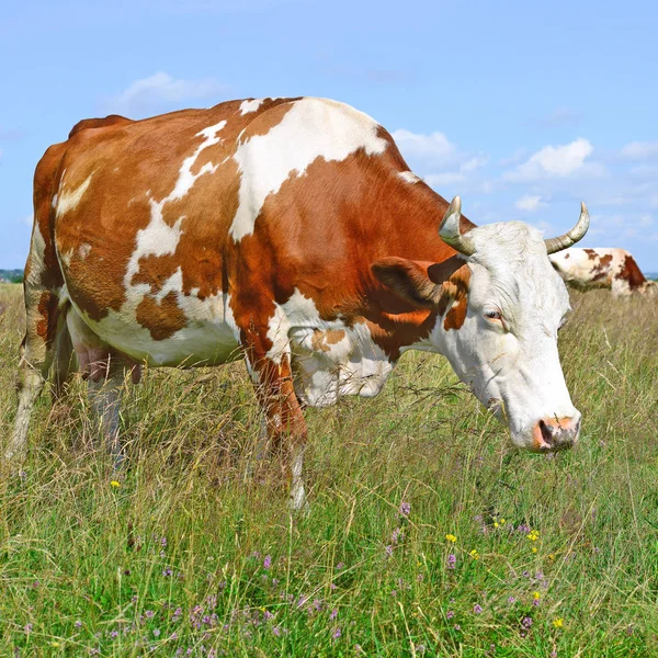 Mucche Pascolo Estivo Paesaggio Rurale Estivo — Foto Stock