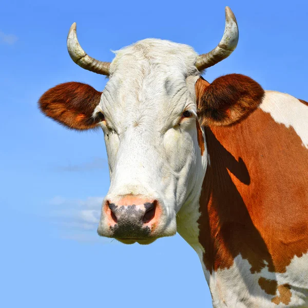 Close Cute Cow Head Blue Sky Background — Foto de Stock