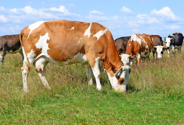 Kudde Koeien Zomer Weide — Stockfoto