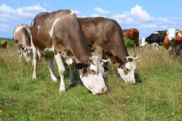 夏の牧草地の牛の群れ — ストック写真