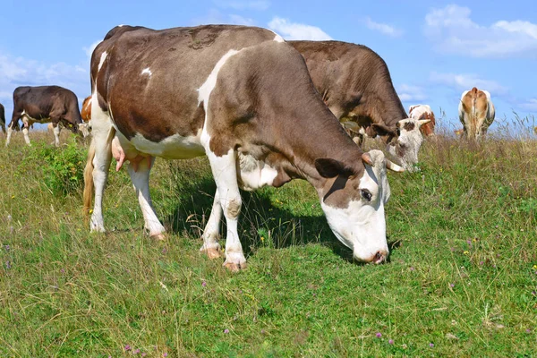 Cows Summer Pasture Summer Rural Landscape — Stock Photo, Image