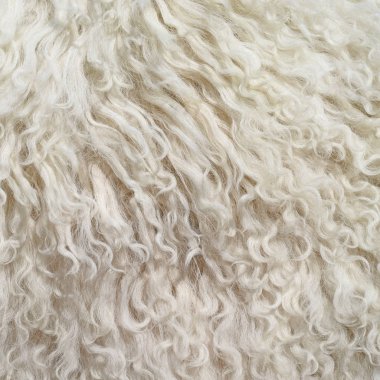 bir koyun mamul deri