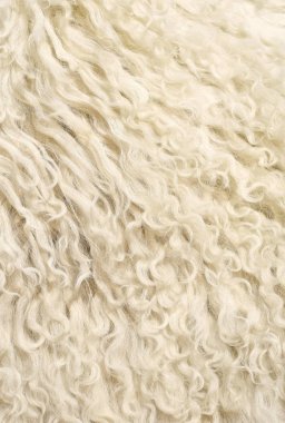 bir koyun mamul deri