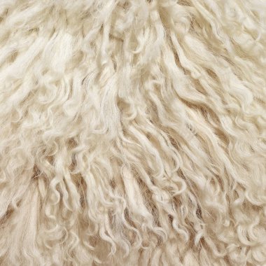 bir koyun mamul deri