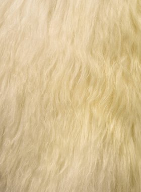 bir koyun mamul deri