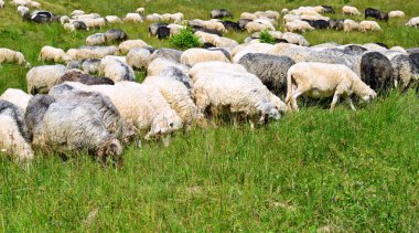 Kırsal alanda otlayan koyunlar