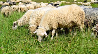 Sheep grazing in a rural landscape