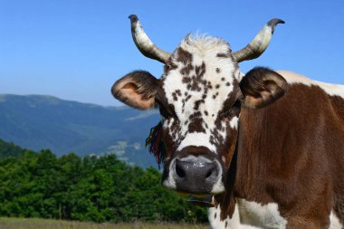 Güzel bir inek yaz çayırında