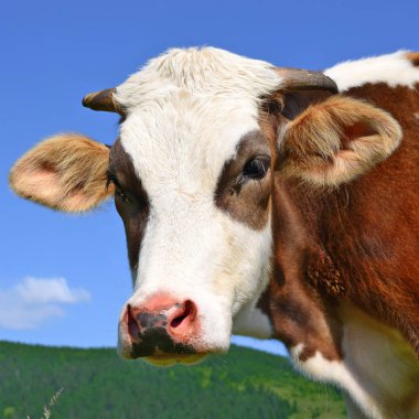 beautiful cow on a summer meadow