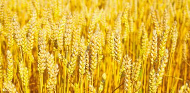 Kırsal manzara alanında tahıl