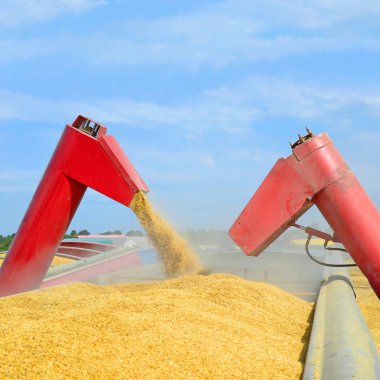 Tahıl hasat traktör römork tahıl tankına aşırı yükleme.