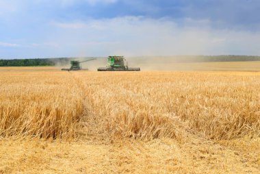Buğday tarlasında çalışan hasatçıları birleştirin, kırsal kesimde hasat yapın.