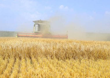 combine harvester working at wheat field, harvesting in the countryside
