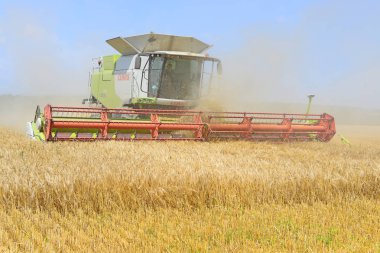 Buğday tarlasında çalışan hasatçıyı birleştirin, kırsal alanda hasat yapın.