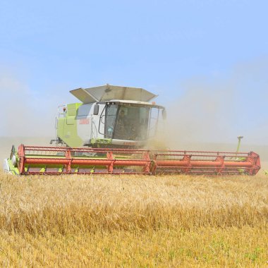 combine harvester working at wheat field, harvesting in the countryside