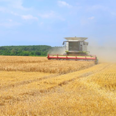 combine harvester working at wheat field, harvesting in the countryside